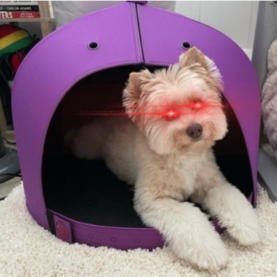 Tony1Million's tweet image. #BitcoinIsForEveryone #evendogs