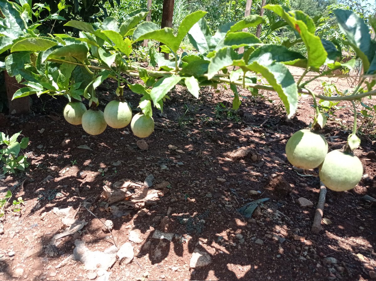 mynzagric254's tweet photo. Passion Fruit may be intercropped with 
vegetables such as Beans, Cabbage and 
Tomatoes during the first year.

Crops for inter-cropping should be supplied with 
their own nutrition to avoid competing with 
Passion tree 

#WednesdayMotivation #wednesdaythought https://t.co/TS2kml9NGT