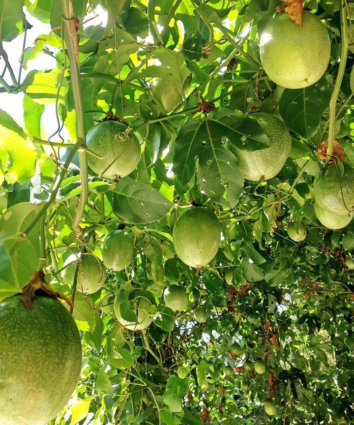 mynzagric254's tweet photo. Passion Fruit may be intercropped with 
vegetables such as Beans, Cabbage and 
Tomatoes during the first year.

Crops for inter-cropping should be supplied with 
their own nutrition to avoid competing with 
Passion tree 

#WednesdayMotivation #wednesdaythought https://t.co/TS2kml9NGT