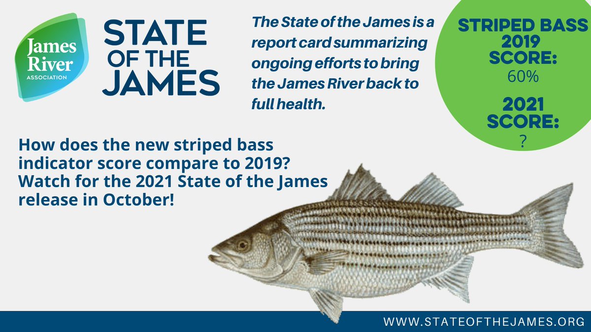 JRAvirginia's tweet photo. Striped bass is VA’s state saltwater fish & is an important anadromous (fish that migrate from the sea to freshwater to spawn) to the James & fishing industry. The latest population #s will be in our upcoming #StateoftheJames report at https://t.co/IYhI8W6gaI. #wildlifewednesday https://t.co/qvG6NtAqVh