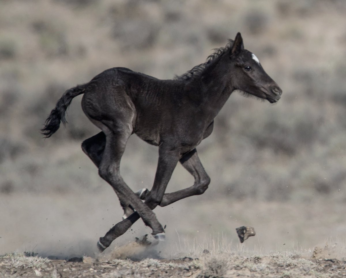 FreeWildHorses's tweet photo. She couldn’t be more than 1 month old. But she found herself completely alone on over 150,000 desolate acres of Colorado’s public lands. Read her story in the screenshot below. #SaveSandWash
Photos by WilsonAxpe Photography https://t.co/rdKICST7kb