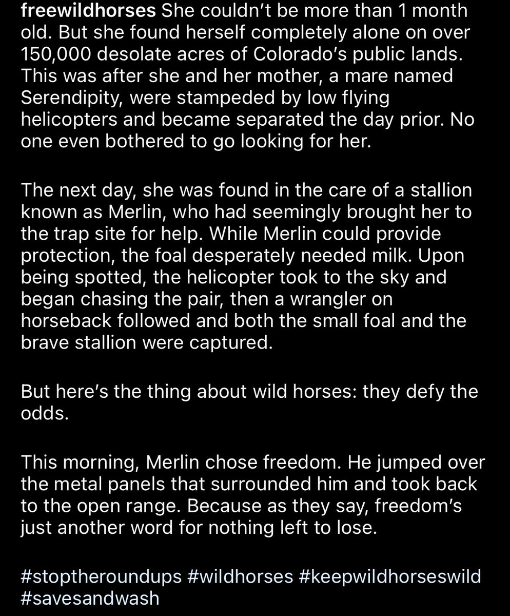 FreeWildHorses's tweet photo. She couldn’t be more than 1 month old. But she found herself completely alone on over 150,000 desolate acres of Colorado’s public lands. Read her story in the screenshot below. #SaveSandWash
Photos by WilsonAxpe Photography https://t.co/rdKICST7kb