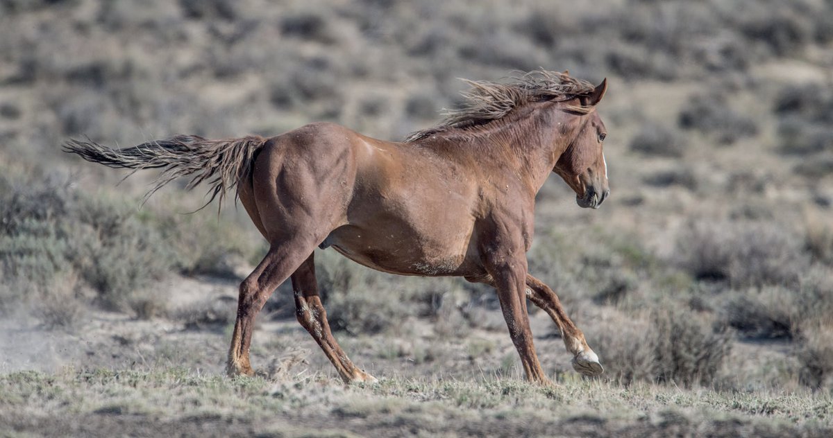 FreeWildHorses's tweet photo. She couldn’t be more than 1 month old. But she found herself completely alone on over 150,000 desolate acres of Colorado’s public lands. Read her story in the screenshot below. #SaveSandWash
Photos by WilsonAxpe Photography https://t.co/rdKICST7kb