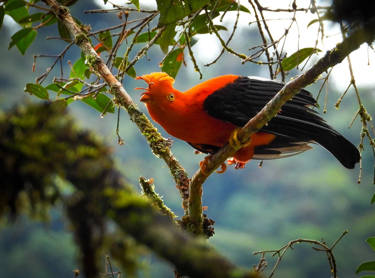CarlosLopezA27's tweet photo. Si hablamos de #AvesMulticolor no puede faltar la Urrapa!
Rupicola peruvianus / Andean Cock-of-the-rock. 🧡
Santa Rosa, Cauca. 🥰 https://t.co/m1qKHu2Yot