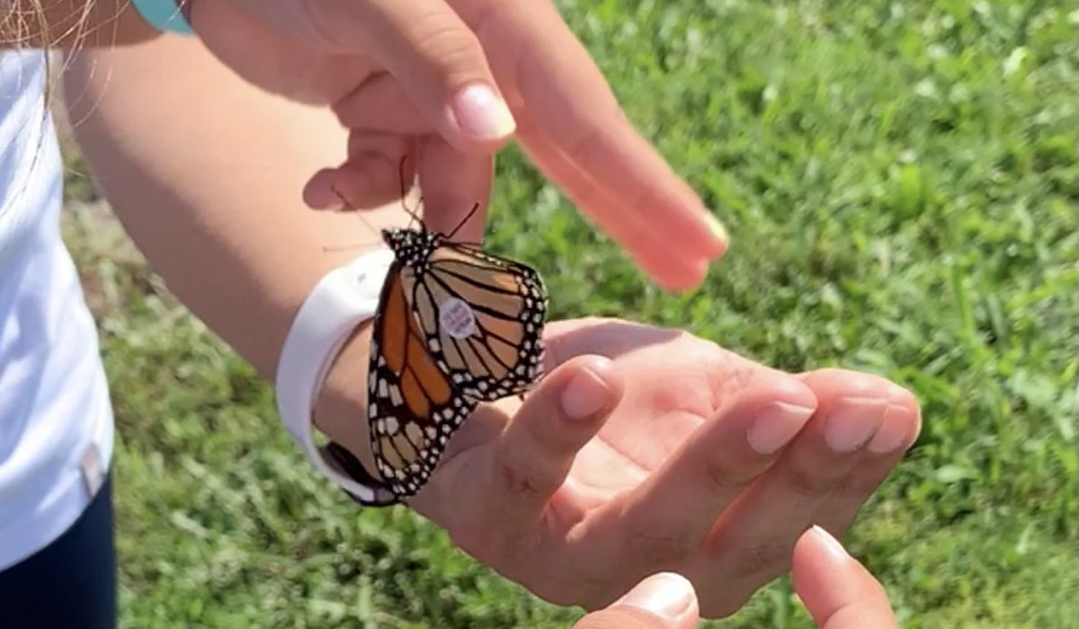 Citizen science in action! <a href="/monarchwatch/">Monarch Watch</a> We had so much fun tagging monarchs during their migration south. Thank you @edmentum for encouraging and supporting #VTO