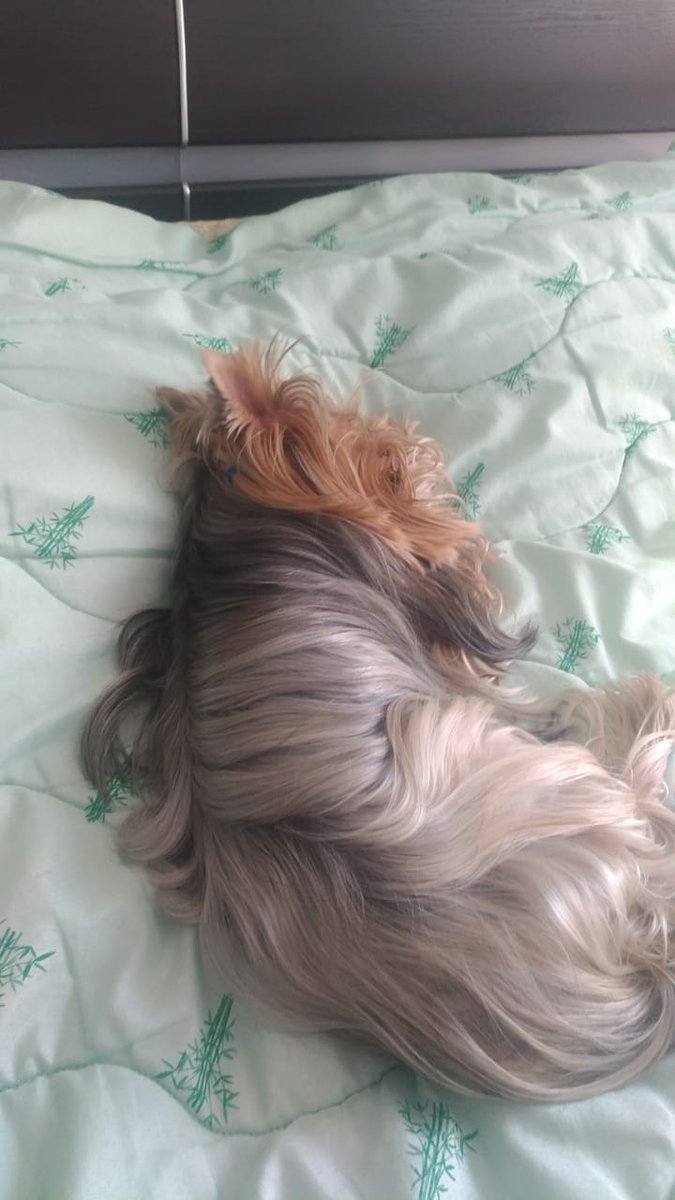 Stupid_Poetry's tweet image. Sweet Baby Keks is done for the day #ModPoLive