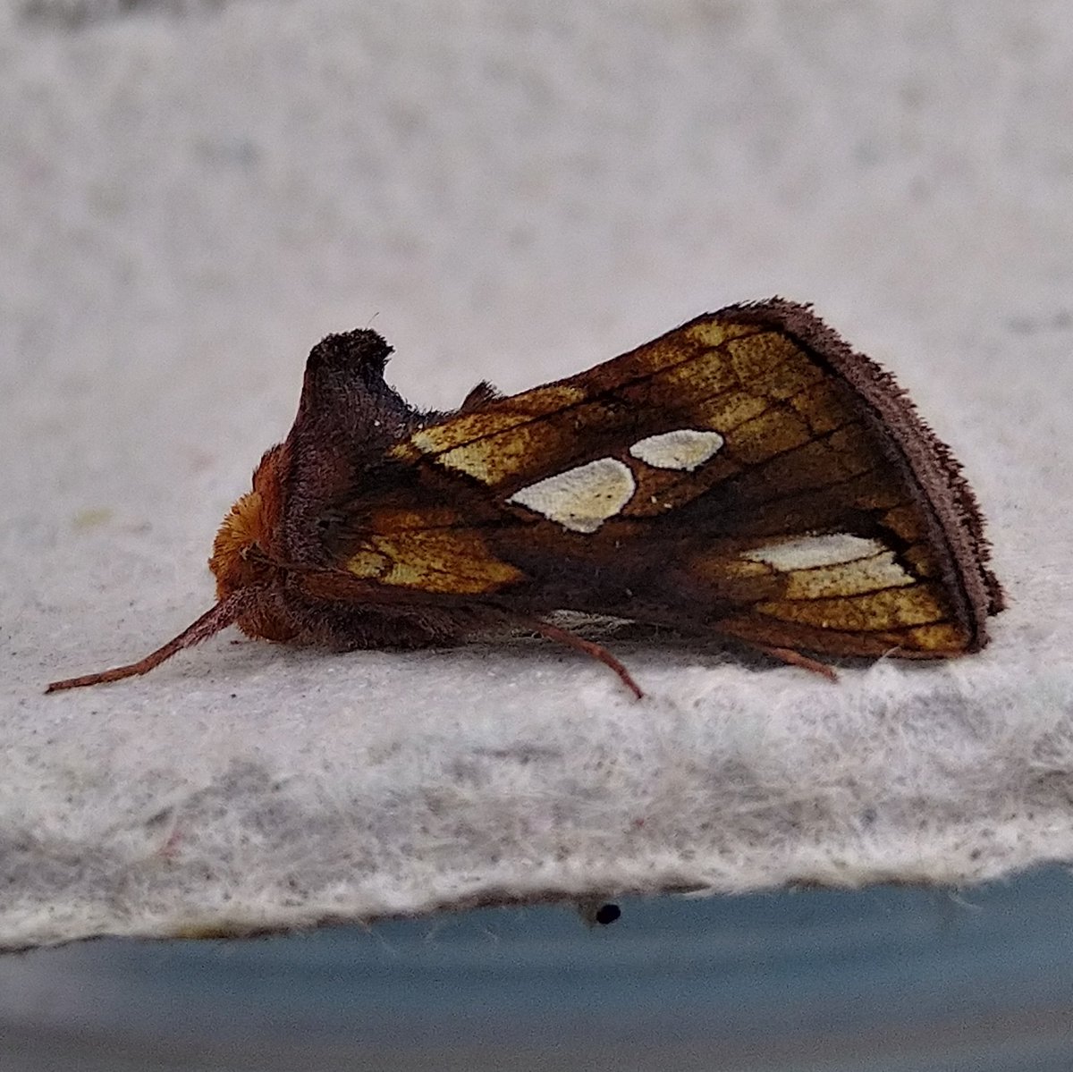 Some beauties in the moth trap last night making the most of the warm nights #frostedorange #angleshades #rosyrustic #goldspot @BCNI_ #fermanagh