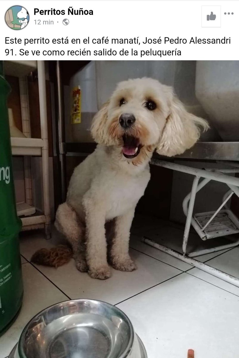 #Ñuñoa quienes andaban buscando a este perrito está en café Manatí !