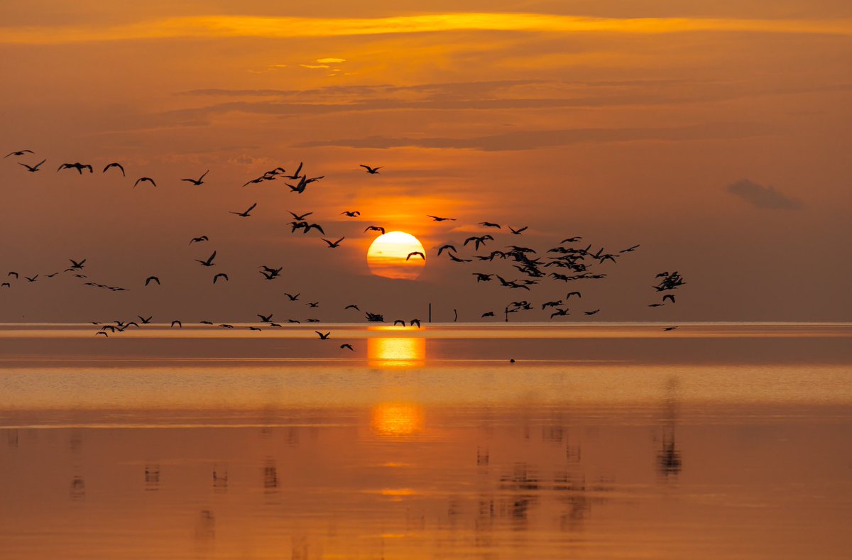 Sunrise over Biscayne Bay near Miami, with ibises flying past the sun as they head for their morning feeding grounds.