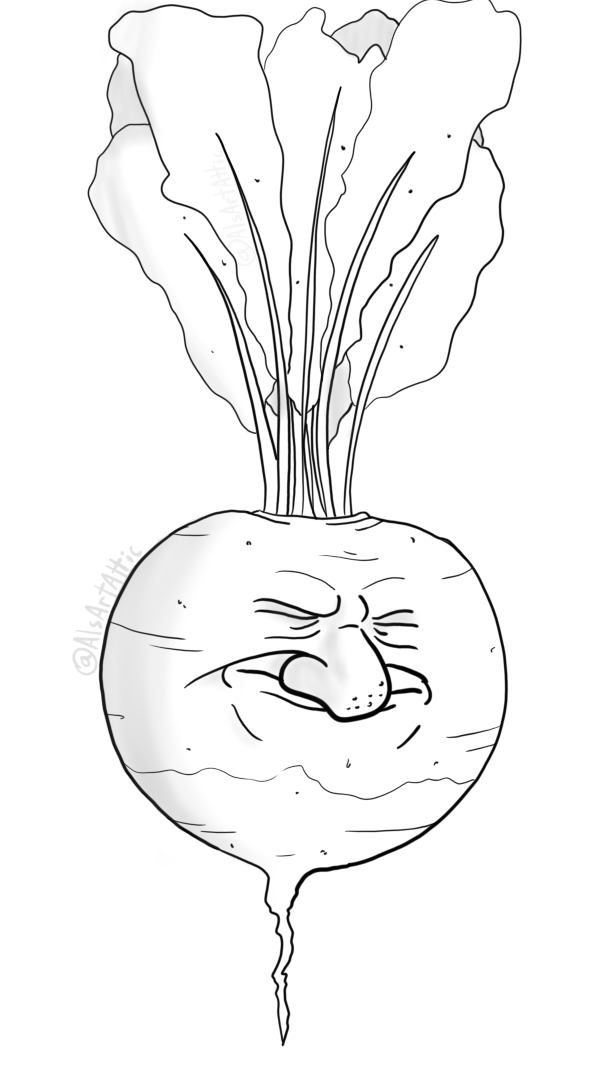 Hand Drawn of Prairie Turnip on White Background Stock Vector   Illustration of little background 106891163