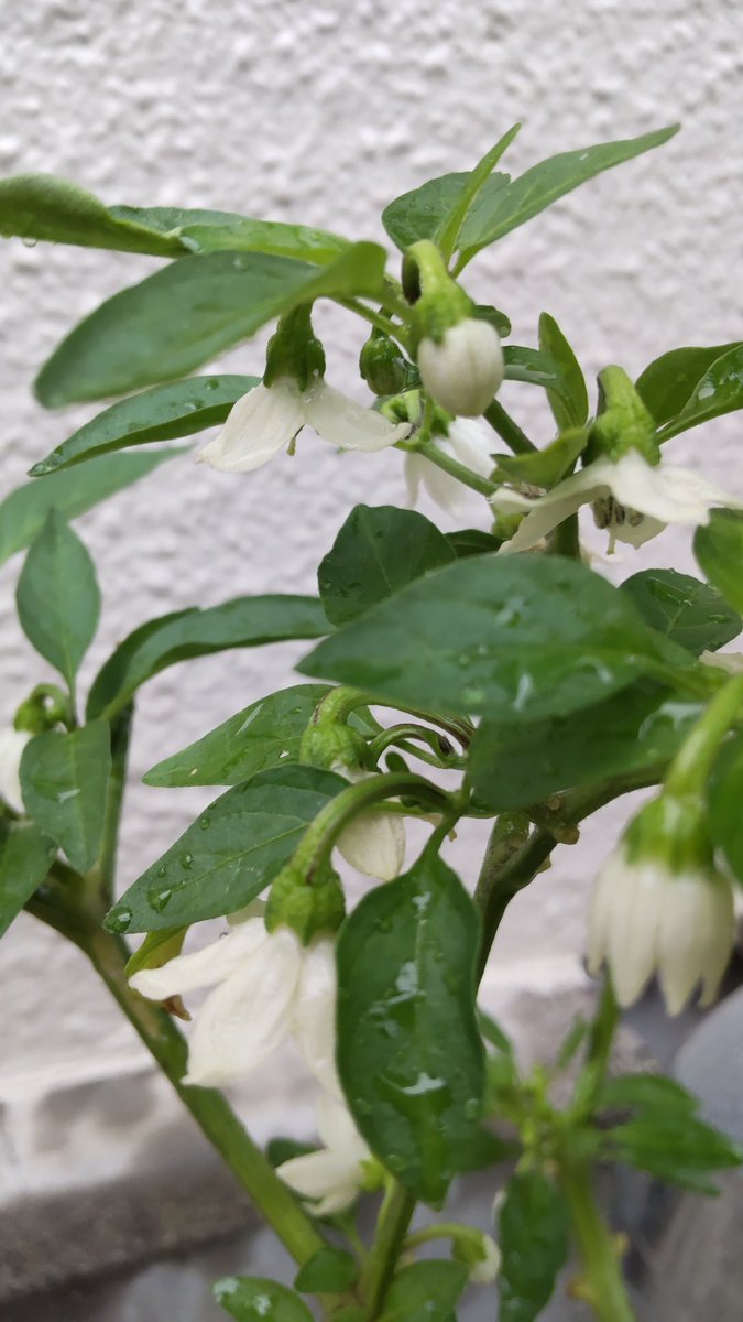 ししとうの花 ししとうの花