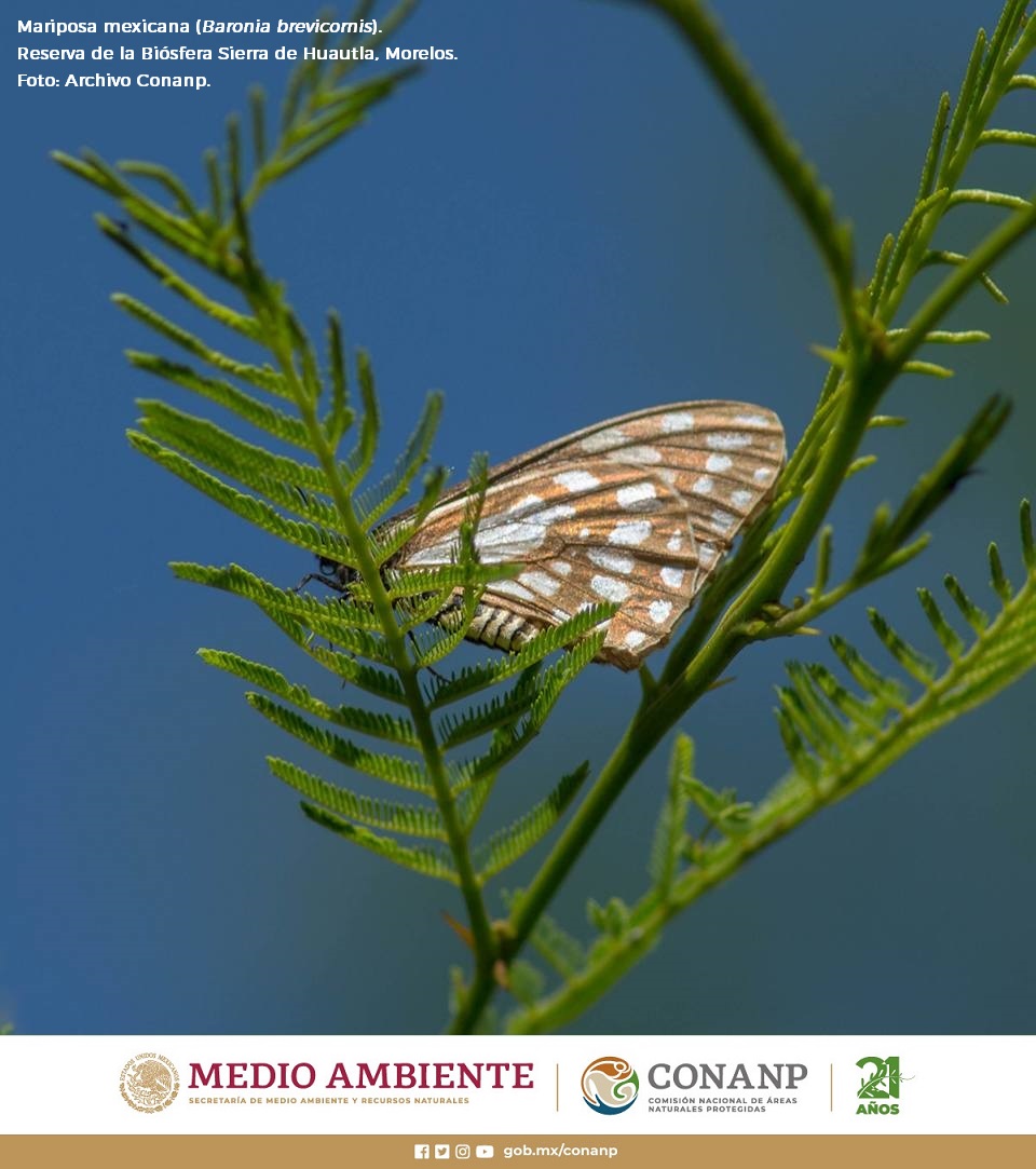 La Reserva de la Biósfera Sierra de Huautla forma parte de la depresión del Balsas, que geológicamente no ha tenido grandes cambios desde el cenozoico, lo que ha permitido el desarrollo o permanencia de especies únicas como la mariposa mexicana (Baronia brevicornis). 🦋⛰️🌿🌊🌵