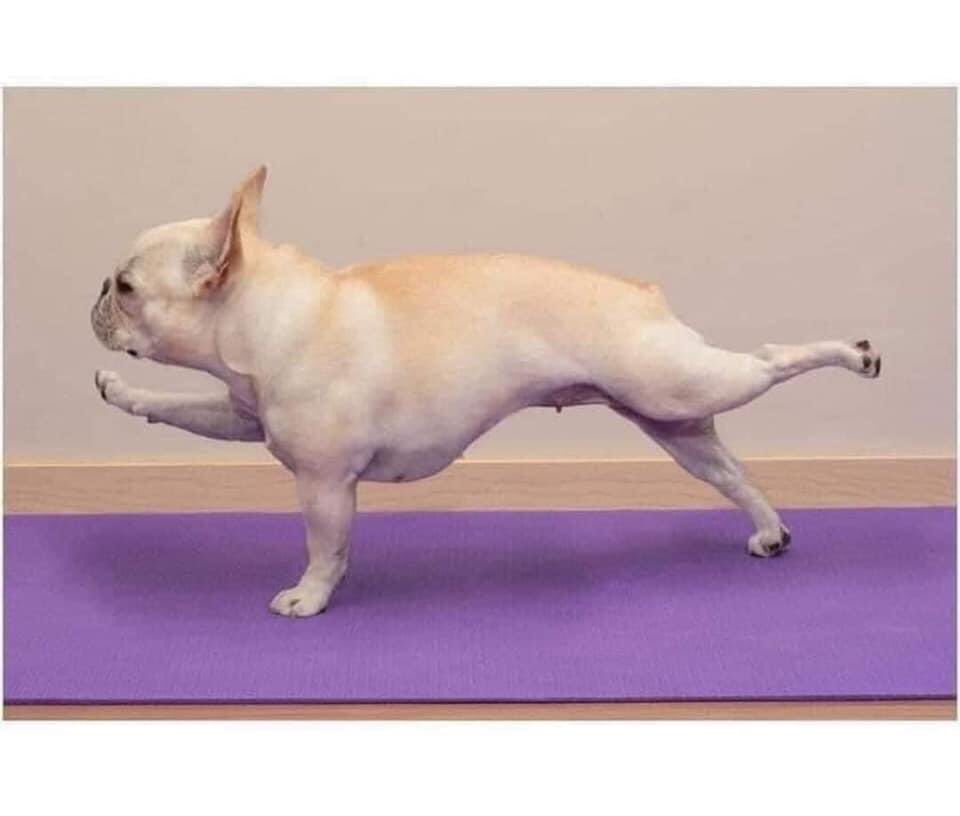 Alice0657351's tweet photo. Yoga time 🧘‍♀️ 
Cre : fb
#Quarantine #yoga #healthy #dog https://t.co/DboLshN0P0