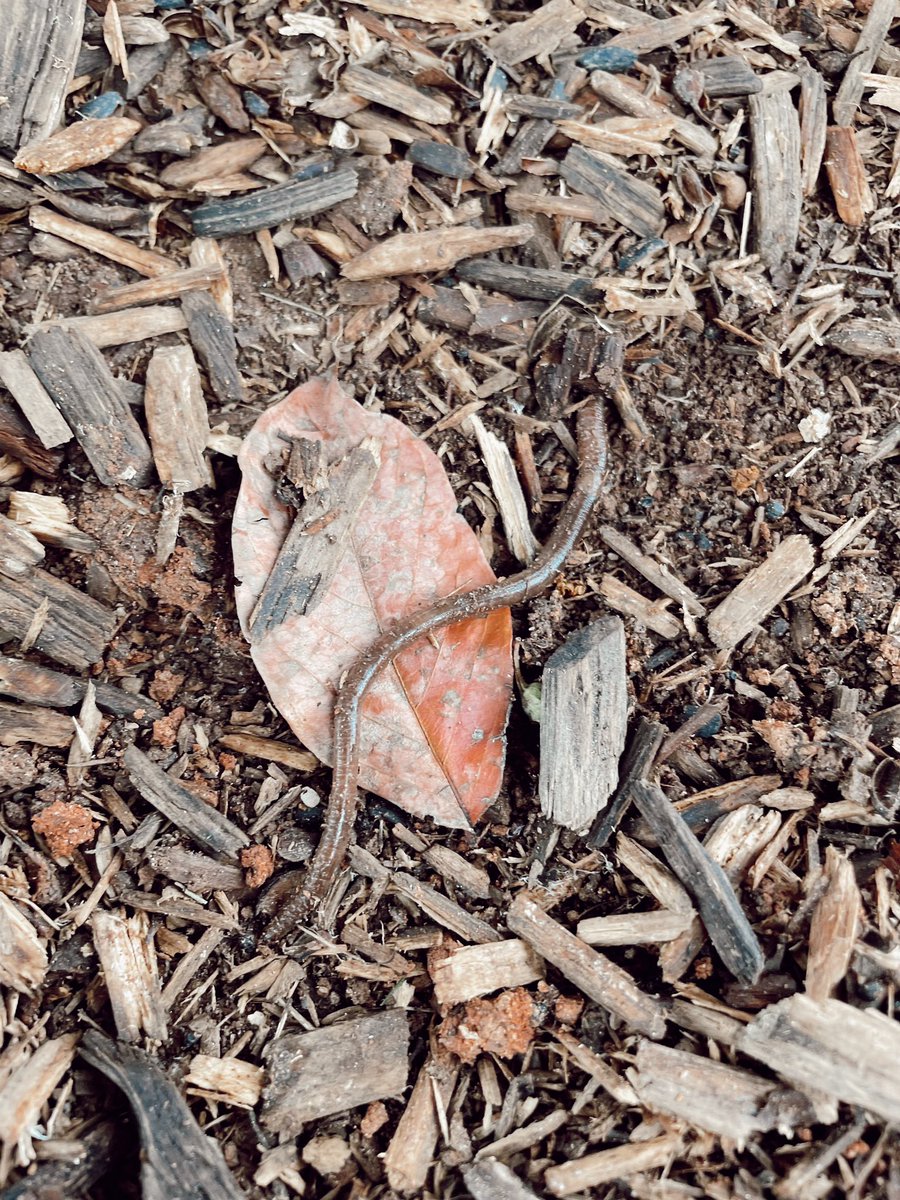 RCPS_EarlyLearn's tweet image. Earth worm 🪱 investigation #playgroundscience #earthworm