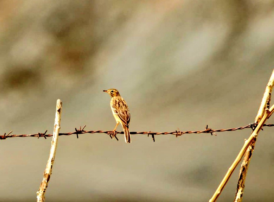 airnewsleh's tweet photo. 2 New birds found in #LadakhBirdsSurvey Fall 2021, addition to existing Checklist of 80 #BirdsOfLadakh.
1.Blythβs Pipit (Anthus godlewskii) /Paddy field Pipit.
2.Ashy Drongo (Dicrurus leucophaeus).
#WCBCL team led by Sonam Choldan conducted survey, during 4-6 Sept, at Hanley. https://t.co/lsribDMLGa