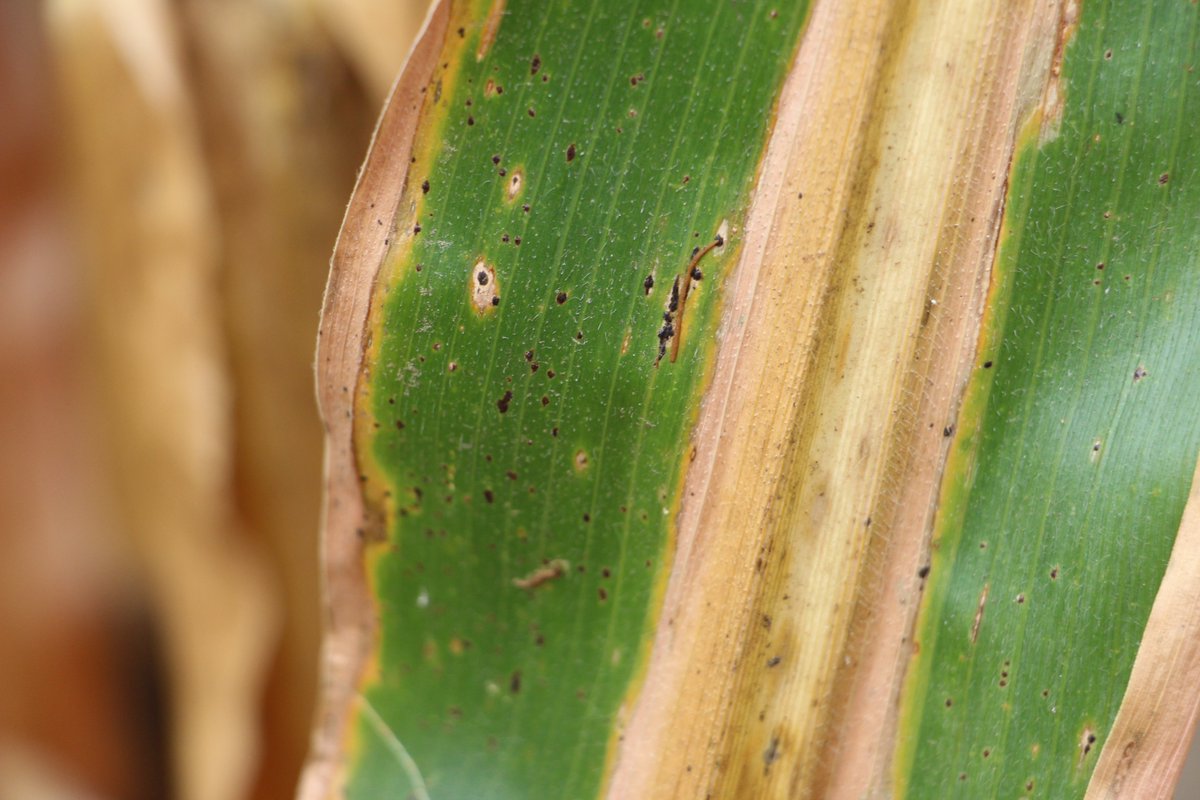MSU AgBioResearch (@msuagbio) on Twitter photo AgBioResearcher <a href="/MartinChilvers1/">Martin Chilvers</a> researches management strategies for corn tar spot, an emerging disease that can affect crop yields. canr.msu.edu/news/combating… AgBioResearcher <a href="/MartinChilvers1/">Martin Chilvers</a> researches management strategies for corn tar spot, an emerging disease that can affect crop yields. canr.msu.edu/news/combating…