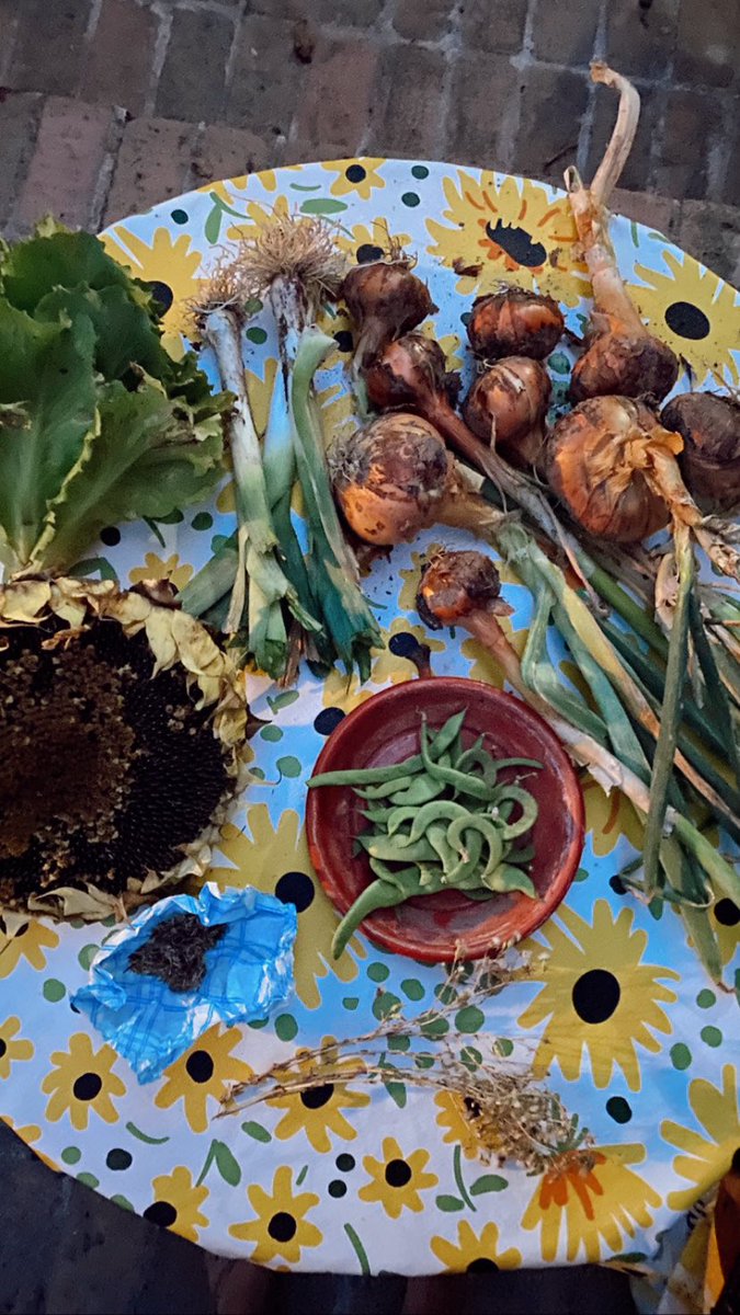 La cosecha de hoy 🌻 🧅👇✨
Girasol, cebollas, lechuga, vainas, puerros, semillas de lechuga y semillas de flor Cosmo 🌸

Estar cocinando y ver qué me faltaba cebolla. Coger la bici y en 2 min estar arrancando la cebolla.
Es un auténtico lujo poder comer #DeLaHuertaALaBoca