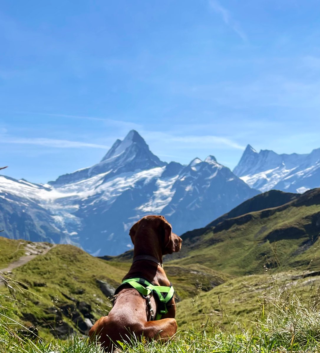 🌎 Grindel is on top of the world! 🌎

Fantastic hike from #First to #Bachalpsee today with breathtaking views. 
🏔🇨🇭🐕❤️ 

#LoveSwitzerland #Switzerland #Grindelwald #LakeBachalpsee @MySwitzerland_e  @GrindelwaldCH @SwissEmotions #VizslaNamedGrindel