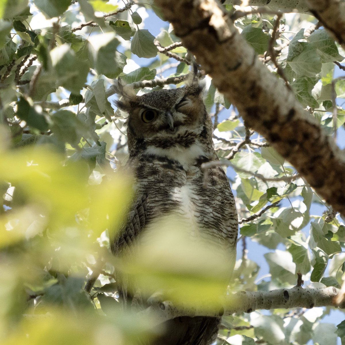 BirdsAndBinocs's tweet image. When your dad says “I’m just resting my eyes…” 🦉😴 

#utah #utahwildlife #birdsofutah #utahbirding #birds #birdwatching #birding #ornithology #Olympus #birdphotography #búho #owl