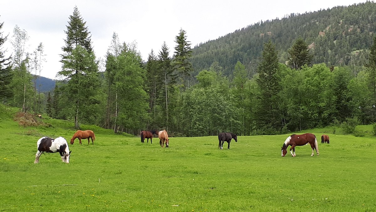 helga3's tweet image. Out beyond ideas of wrongdoing and rightdoing,
  there is a field. I’ll meet you there.  ---Rumi
#wednesdaythought #quote