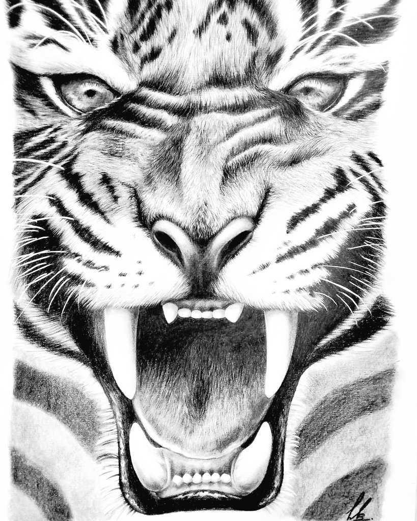 35,436 Angry Tiger Face Images, Stock Photos & Vectors | Shutterstock