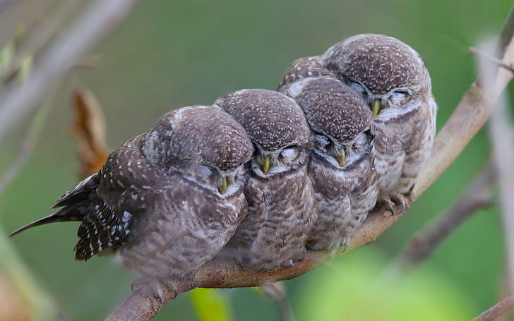 KatanaHugo's tweet image. We're still sleeping because we're still babies!
#photos #photography #owls #babies