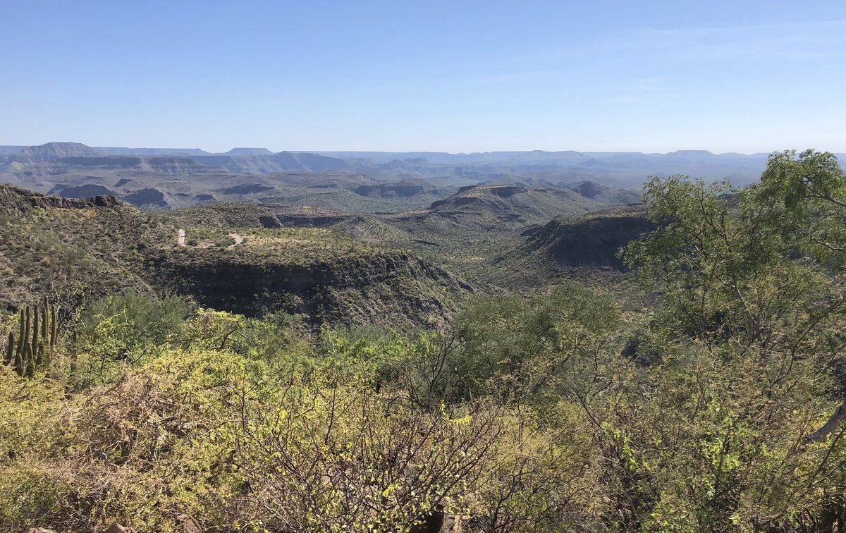 ¿Lo conoces? es el Cañón de Las Animas que se encuentra en la cadena montañosa Sierra La Giganta en #BajaCaliforniaSur. ☀️⛰️

De clima árido y semiárido🏜️, algunas familias obtienen de este ecosistema plantas como el orégano o la damiana para hacer hacer diversos productos.