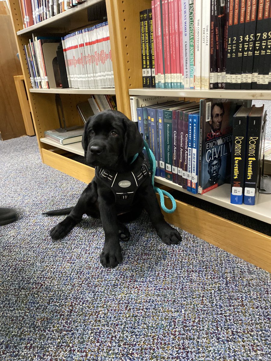 MMSLibraryMedia's tweet image. We had a special visitor in the library today! Marty, the East Providence Police comfort dog, stopped by to check in during our 8th grade class today! #library #comfortdog #eastprovidence #middleschool #books #labrador #BackToSchool #martinmiddleschool #edutwitter #RhodeIsland