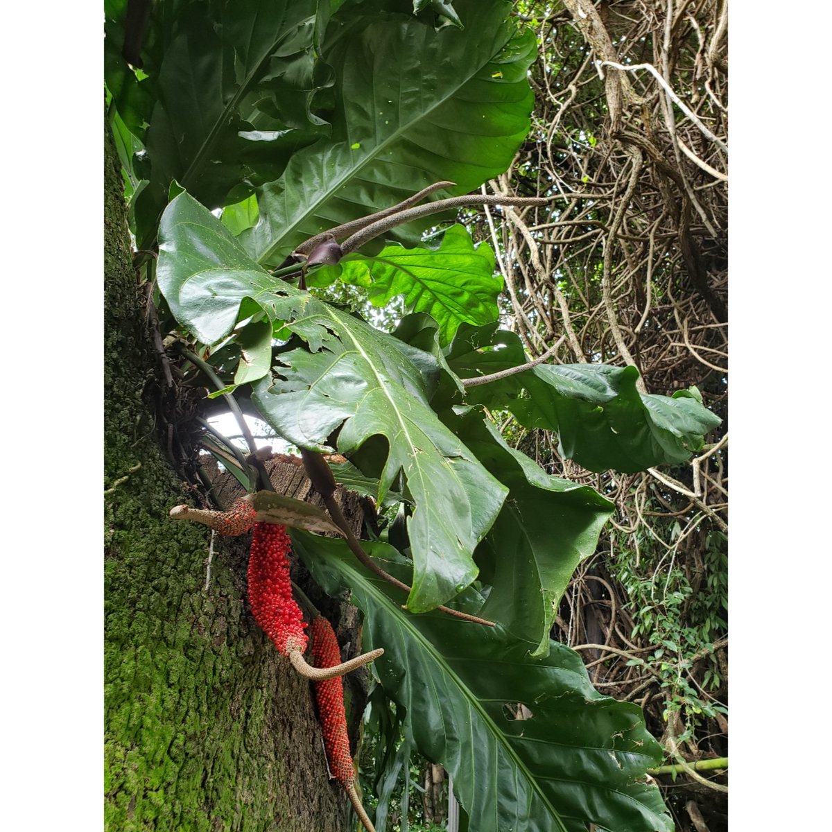 The Gardens are full of tropical blooms throughout the summer, including this large bird’s nest Anthurium hookeri. Look up in the trees to see this air plant’s stunning red berries and large, exotic leaves that can grow up to 2 feet long! 
#WhatsBloomingWednesday #tropicalgarden