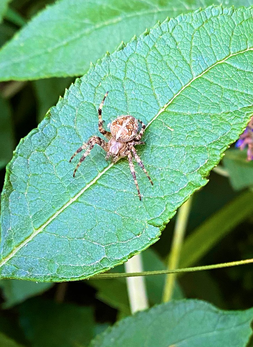 elfearsfoxsox's tweet photo. So many spiders out today. All with different coloured abdomen, all feasting on the abundance of flies.
#NaturePhotography #gardenspiders #orbwebspider #TwitterNatureCommunity https://t.co/AK2wPovvpJ