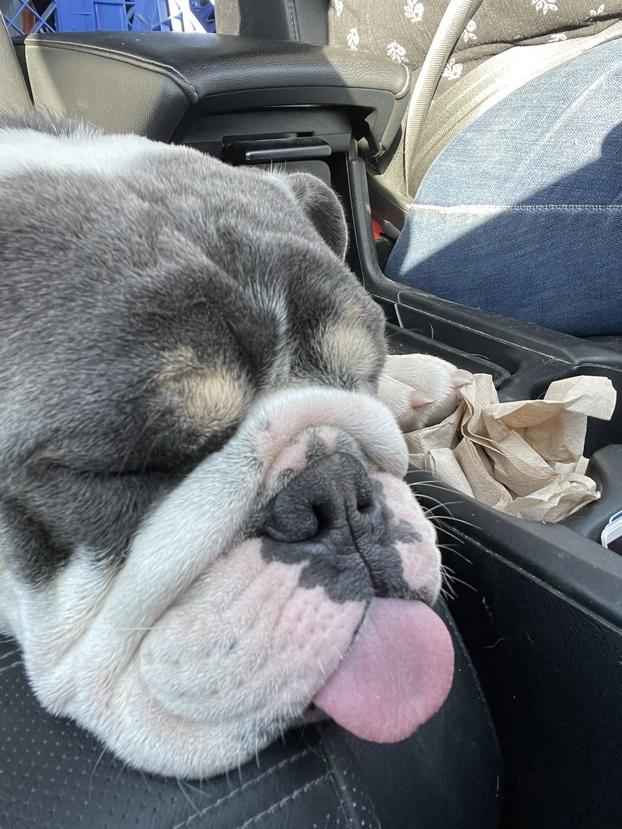 LaversDominique's tweet image. Today was Goose’s and my first day of school. He went to doggy day care and today was the first day of classes for MUN students. We celebrated by going to McDonald’s for a cone and a pup cup!  #firstdayofschool  #petsofmun