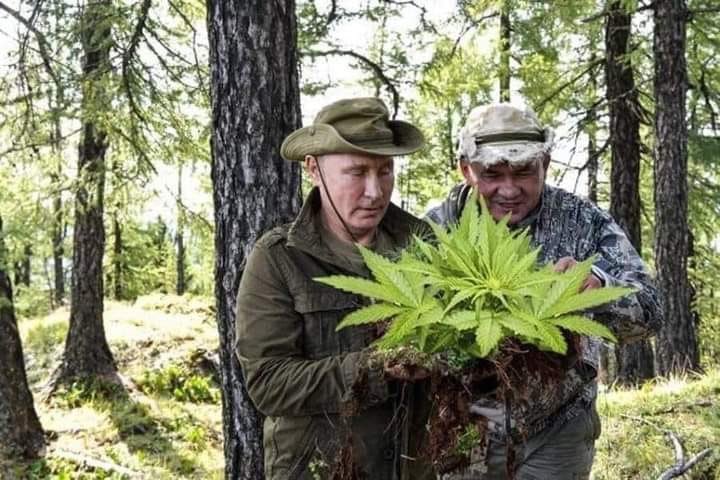 фото путина в конопле