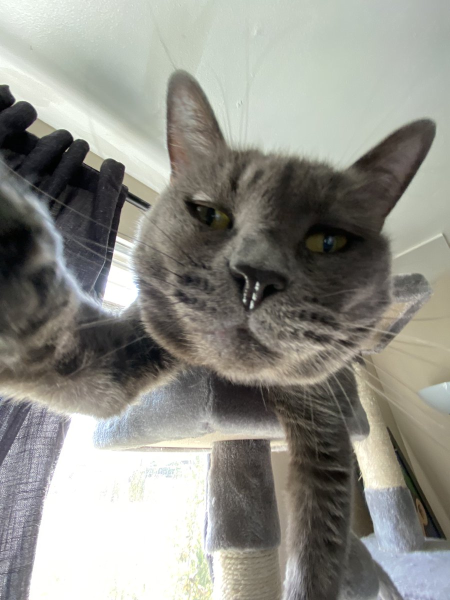 koopakaya's tweet photo. what is wrong with my cats? https://t.co/EGrjl8iQVt