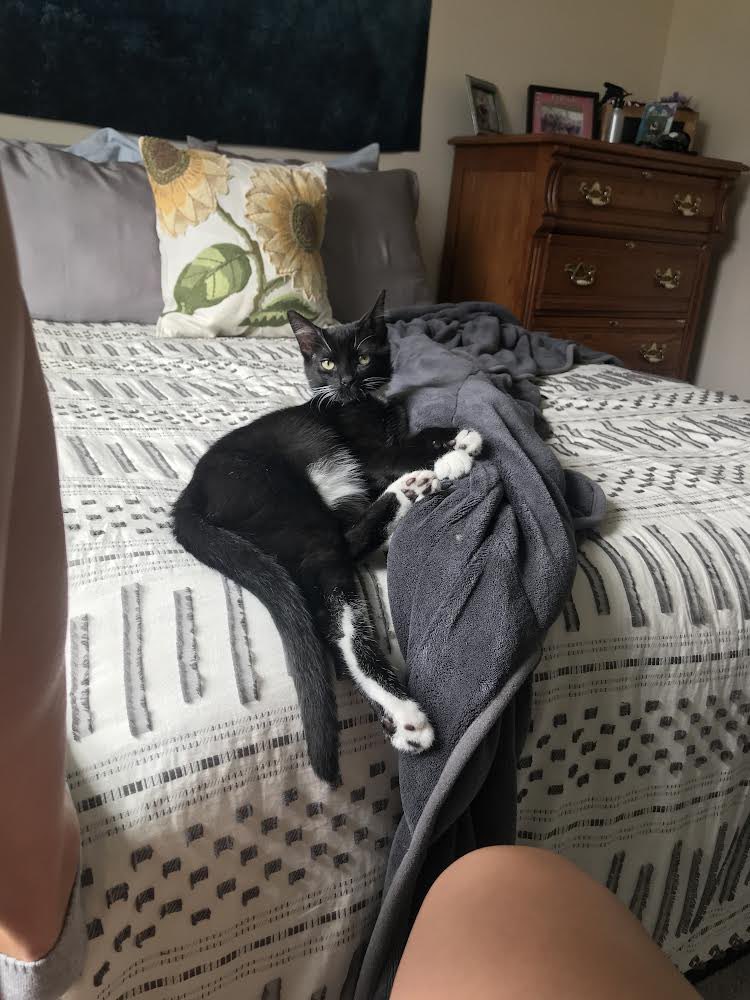 MaggieHybl's tweet photo. Thank you @poorlycatdraw for the immortalization of my angry little man. https://t.co/TzwcvSrRUj