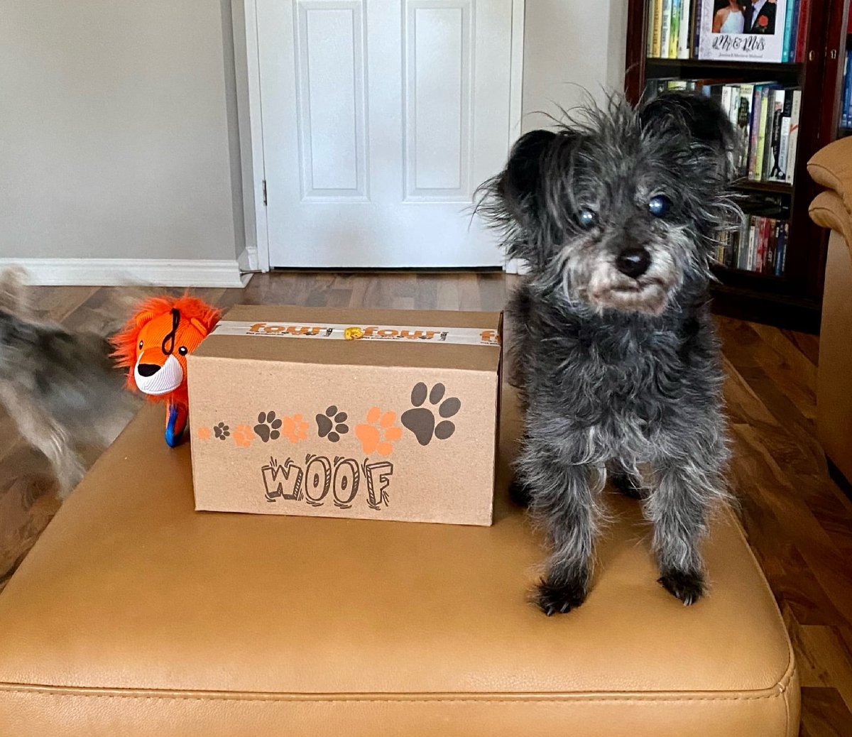 FourLeggerBox's tweet image. Take advantage of our latest promo! Order a 3 or 6-Box Subscription and your dog will get twice the toys in their first box. Ordering is a click away at BowzerBox.ca

#BowzerBox #FourLegger #DogBox