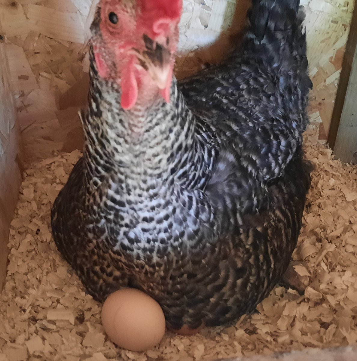 This Saturday we will be supporting Macmillan Cancer coffee morning at the farm. There will be stalls, flowers, music and plenty to eat... Get to meet our new chicks.