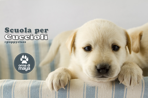 Ultima chiamata per la nuova Puppy Class del 18 Settembre 🐶 - mailchi.mp/a17c57e763e5/p…