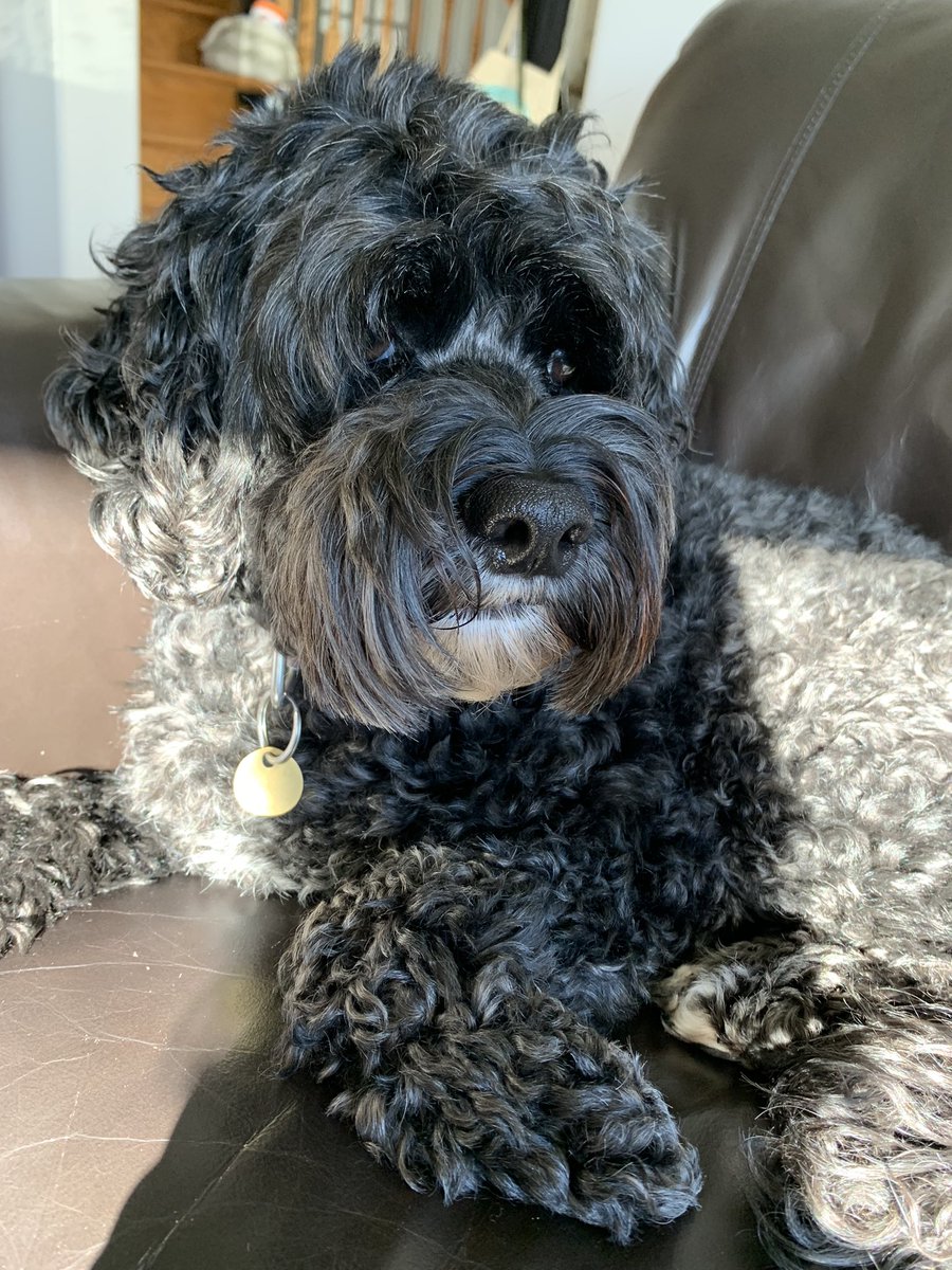 Halifax traffic. Ugh. 

Phase 5. I have feelings about this. 

Pepper. Best girl.