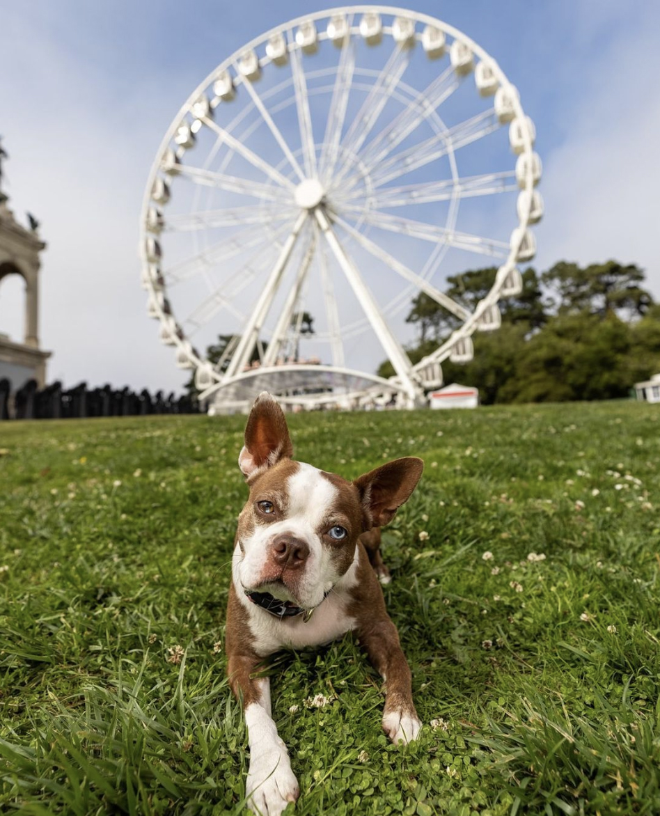 skystarwheel (@skystarwheel) on Twitter photo What do you mean, you haven't ridden the SkyStar Wheel yet? Trixie Lou says come on down!
Slight change to our operating hours. We're now open weekdays from 11am to 10pm and Saturdays and Sundays from 10am to 10pm. Whatcha waiting for?
📸: <a href="/sf_dogphotog/">Mark Rogers</a> What do you mean, you haven't ridden the SkyStar Wheel yet? Trixie Lou says come on down!
Slight change to our operating hours. We're now open weekdays from 11am to 10pm and Saturdays and Sundays from 10am to 10pm. Whatcha waiting for?
📸: <a href="/sf_dogphotog/">Mark Rogers</a>