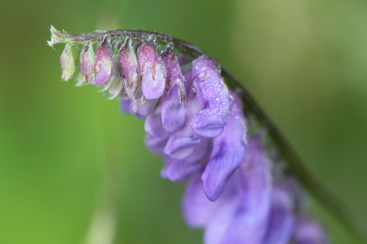 marie_tinet's tweet photo. Bon, j'ai trouvé un moyen de poster mes photos sur Instagram de mon PC ✅ Maintenant, j'ai besoin de votre soutien à 100% pour rester motivée ! Vous me suivez ? 🤗
Au menu : #nature #animaux #fleur #macro 
▶️https://t.co/B7P4aLUpMS https://t.co/nMSPM8Rnzg