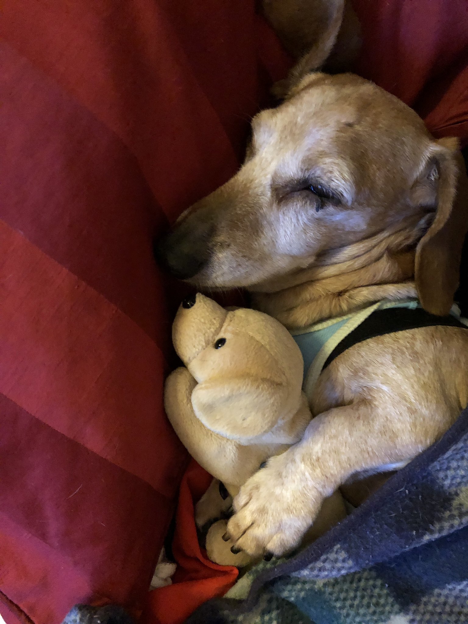 Sierrapon お気に入り ダックス 癒し 犬 高齢犬 抱き枕 ぬいぐるみ T Co Kwiu03zkbk Twitter