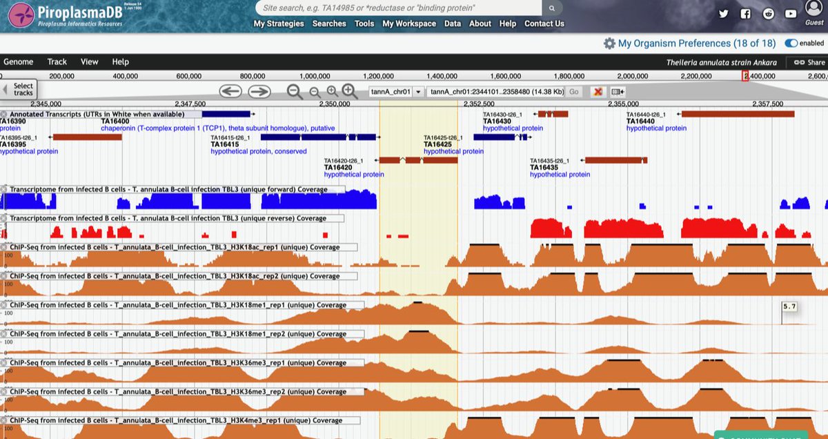 veupathdb's tweet image. Release 54 of #VEuPathDB includes RNAseq and ChIPseq for Theileria annulata from Cheeseman et al.  @WeitzmanlabP 
🔎Read the paper: ncbi.nlm.nih.gov/pubmed/34050145
👉Explore the data in #PiroplasmaDB: piroplasmadb.org/piro/app/searc…