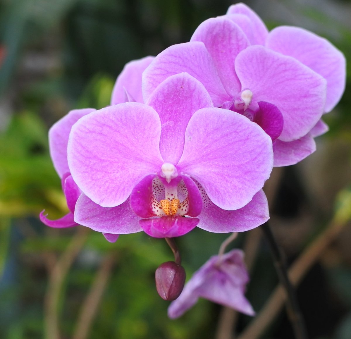 Top Tweets For Phalaenopsisorchid Twstalker