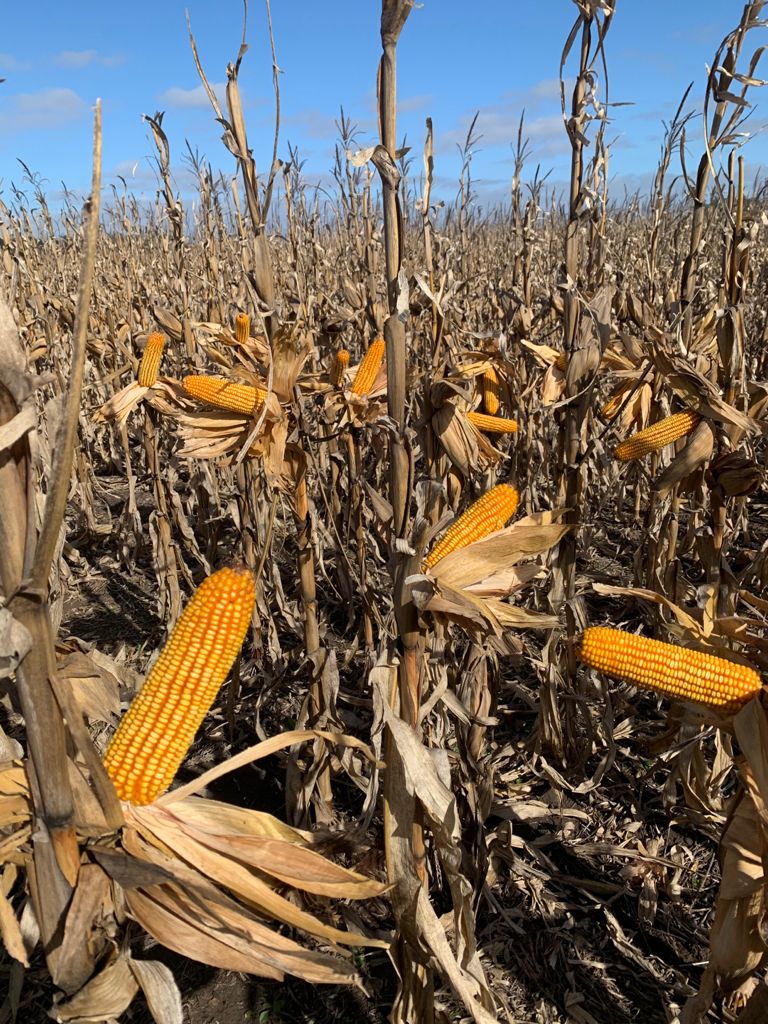 Agropack tweet media