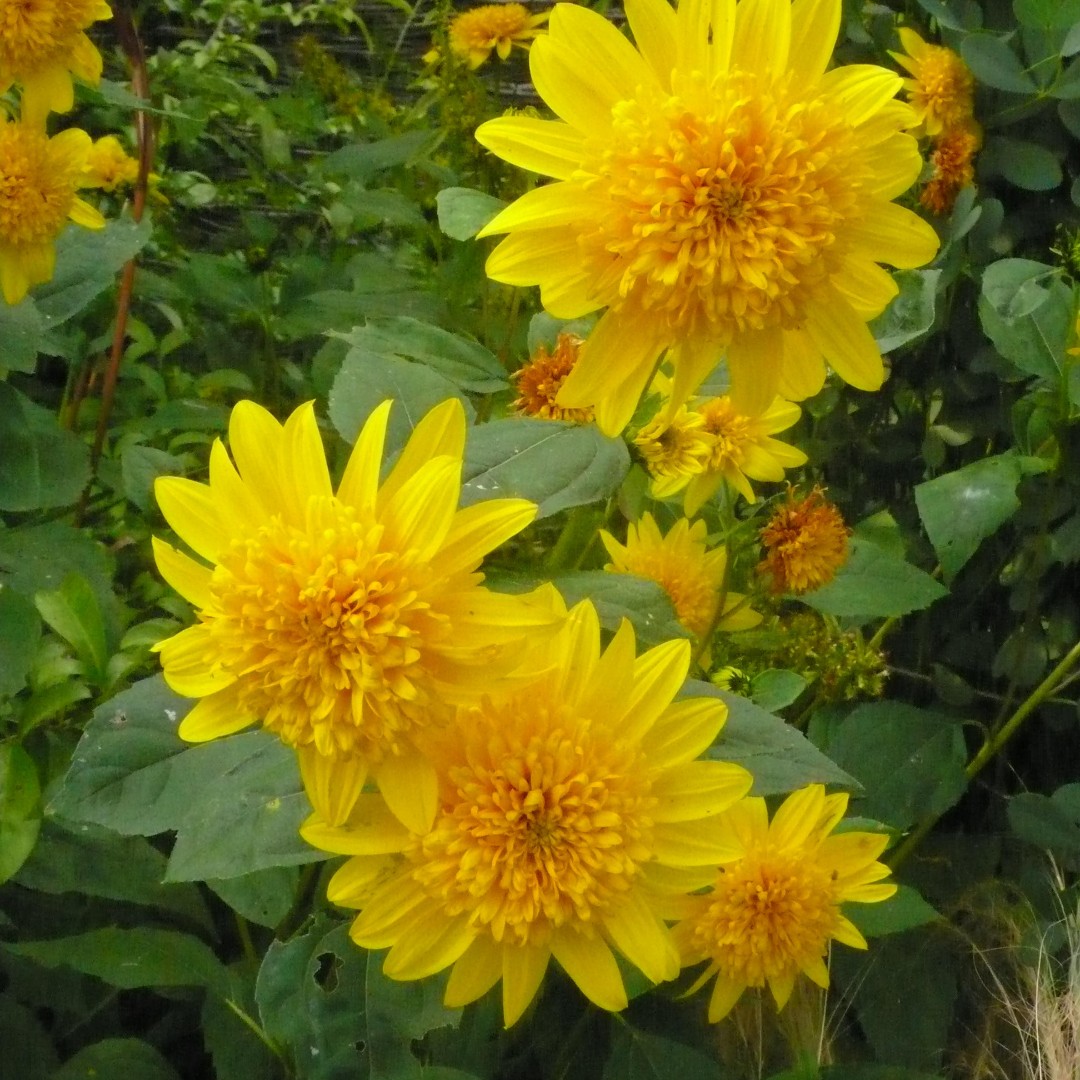 Helianthus 'Happy Days' another burst of colour
#growninYorkshire #organicgarden #opengarden #lovetogarden #RHSPartnerGarden #autumnflowers