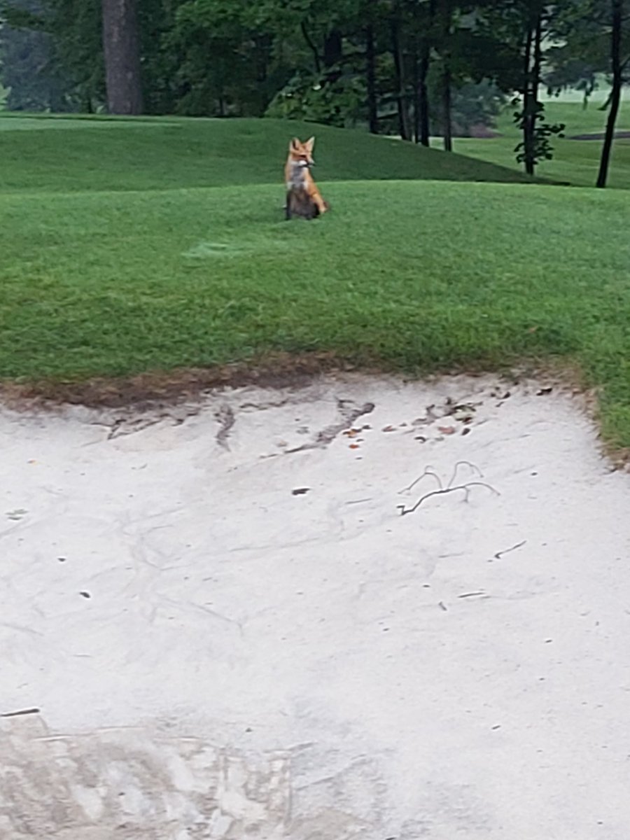 Nails63Ian's tweet photo. @westmountgreens This may well the culprit  ... watching me repair bunkers this morning https://t.co/WNlswpE6YC