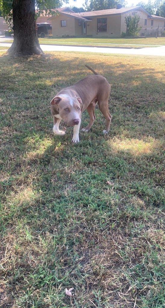 Natalie29492301's tweet photo. Attention Tulsa people!!! Anyone missing a sweet male pit? He was in our front yard. Very friendly. He looks like he is fixed. Someone has to be missing this sweet guy!! Found 21st and Memorial https://t.co/CqzHPyZGKL