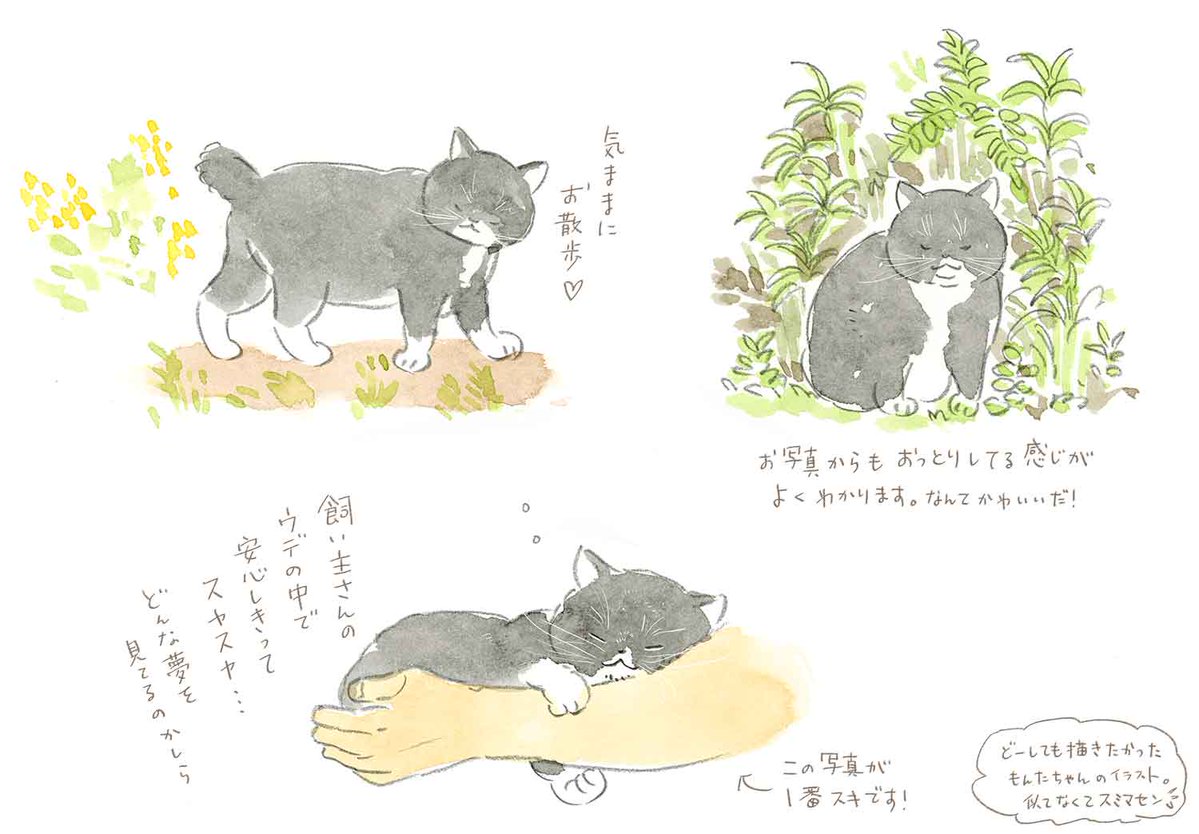 にゃんと また旅tv Nyantabi 公式 T Nyantabi Twitter にゃんと また旅tv Nyantabi 公式 T Nyantabi Twitter