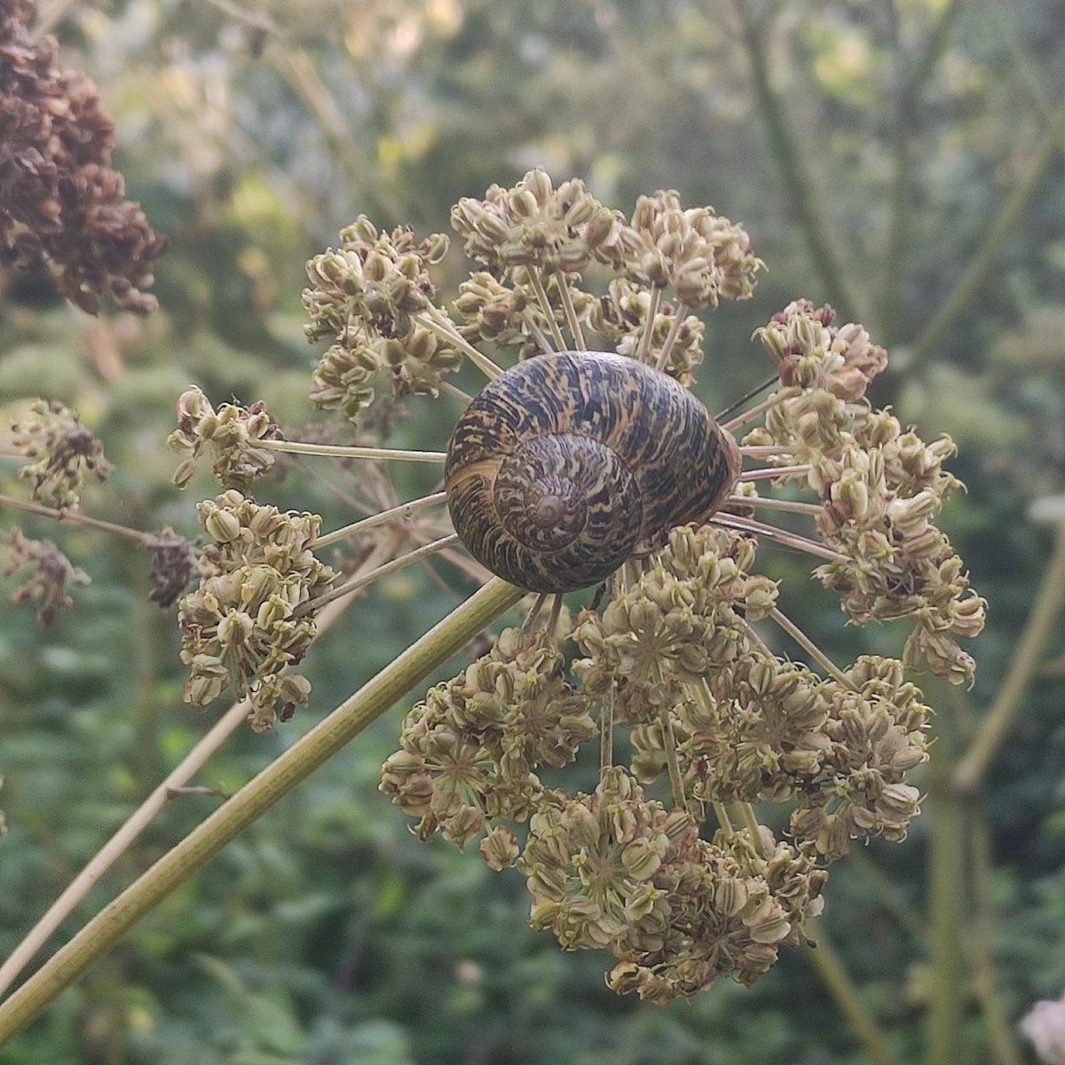 Librosdelreves's tweet photo. El caracol funambulista, 🕺en precario equilibrio.
Foto del caracol tomada en un pueblo llamado Correpoco... paradojas de la vida...
#caracol #cantabria #naturaleza #correpoco https://t.co/u54clIVuoR