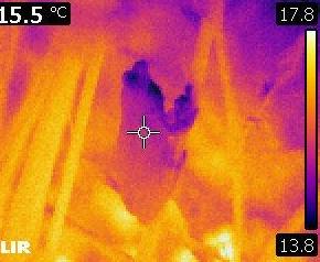 I will be recruiting for both PhD and postdoc positions soon! So if you are interested in thermal physiology, global change, immunology, disease ecology, and the conservation of amphibians, stay tuned!